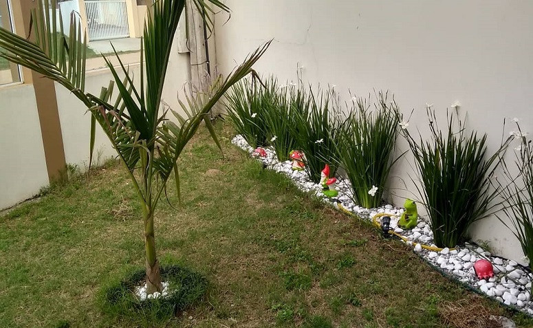 erros comuns ao cuidar de amoreira