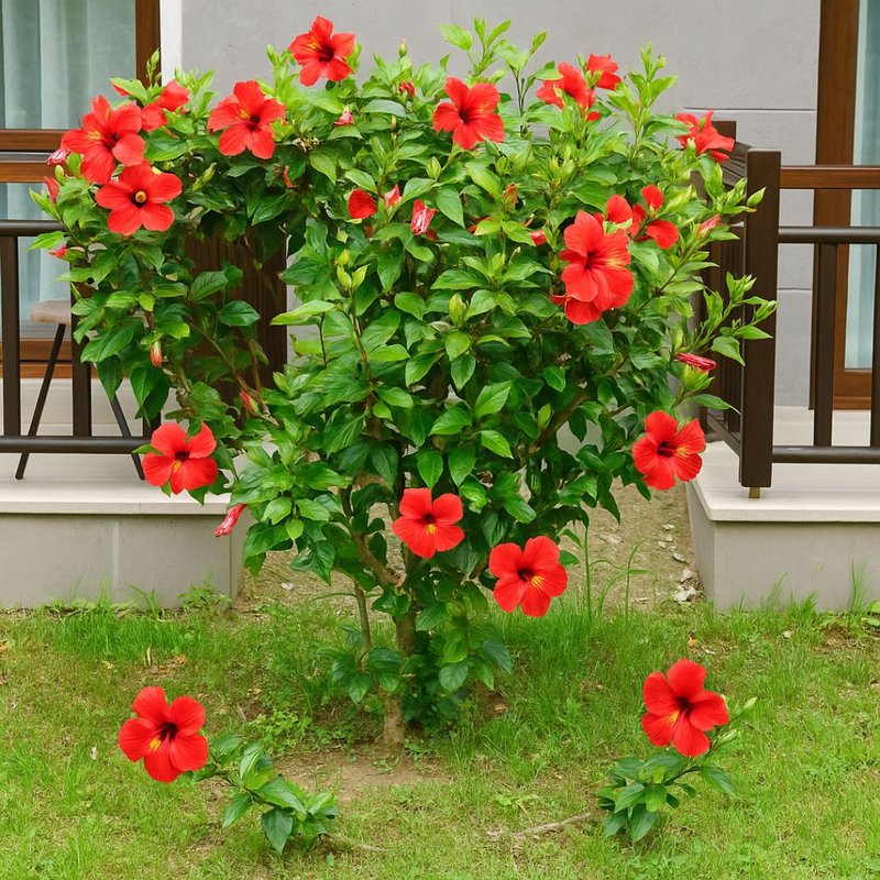 Hibisco vermelho