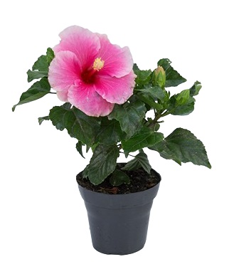 Hibisco rosa