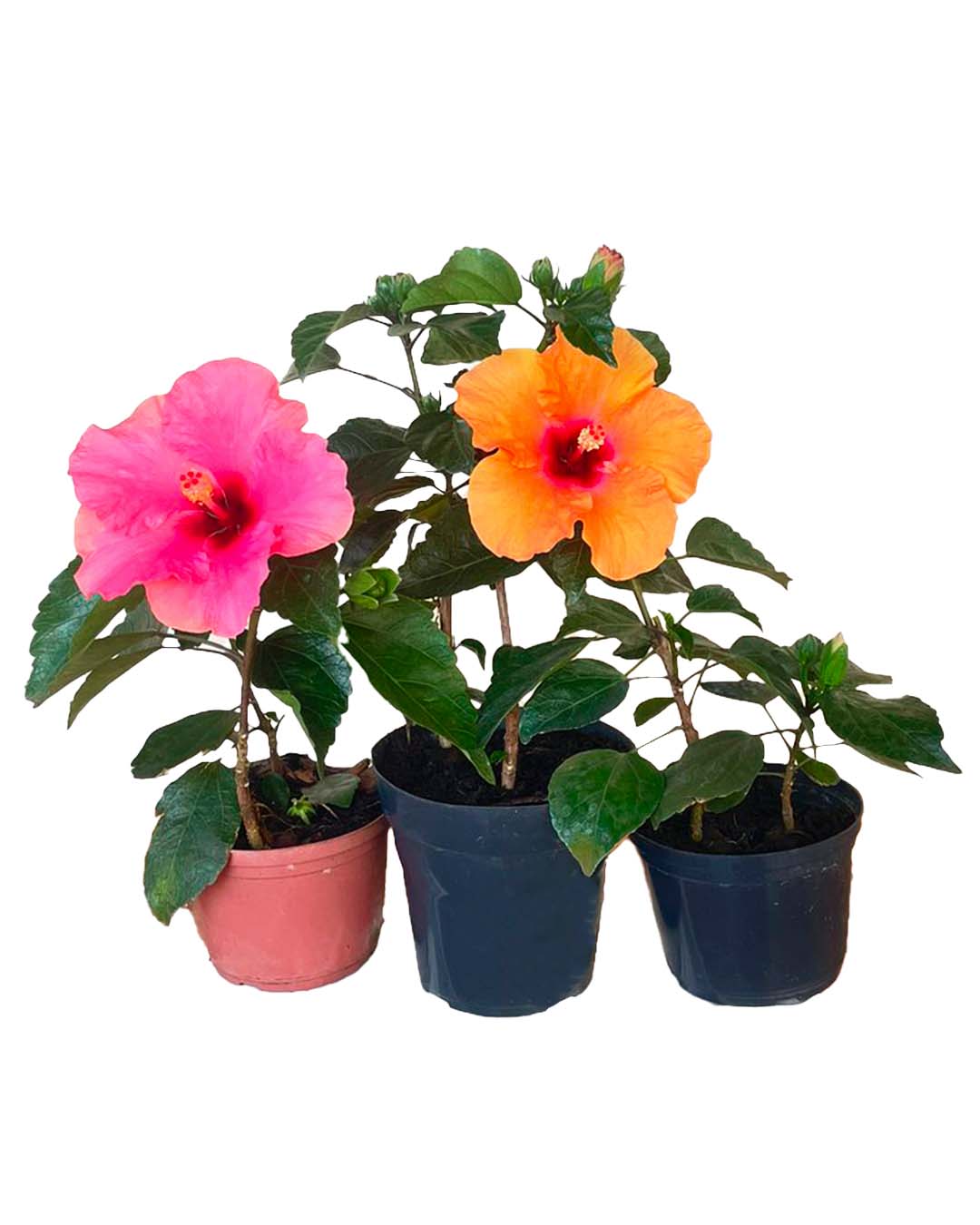 Hibisco amarelo