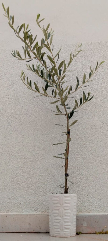 melhores variedades de muda de oliveira para iniciantes