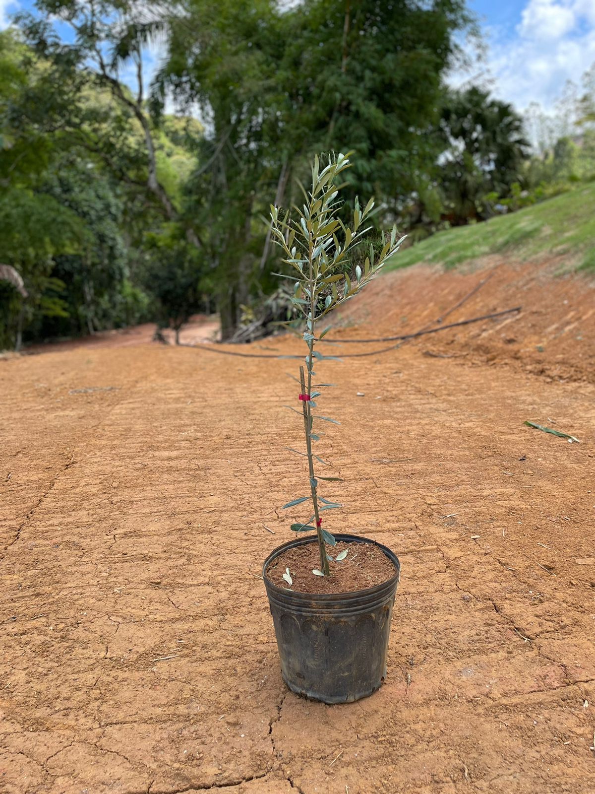 erros comuns ao plantar muda de oliveira em vaso