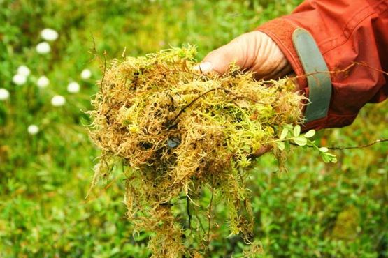 musgo esfagno para orquídeas