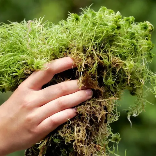 musgo esfagno para plantas carnívoras