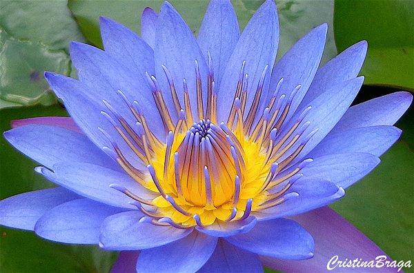 como ter ninféias bonitas no jardim