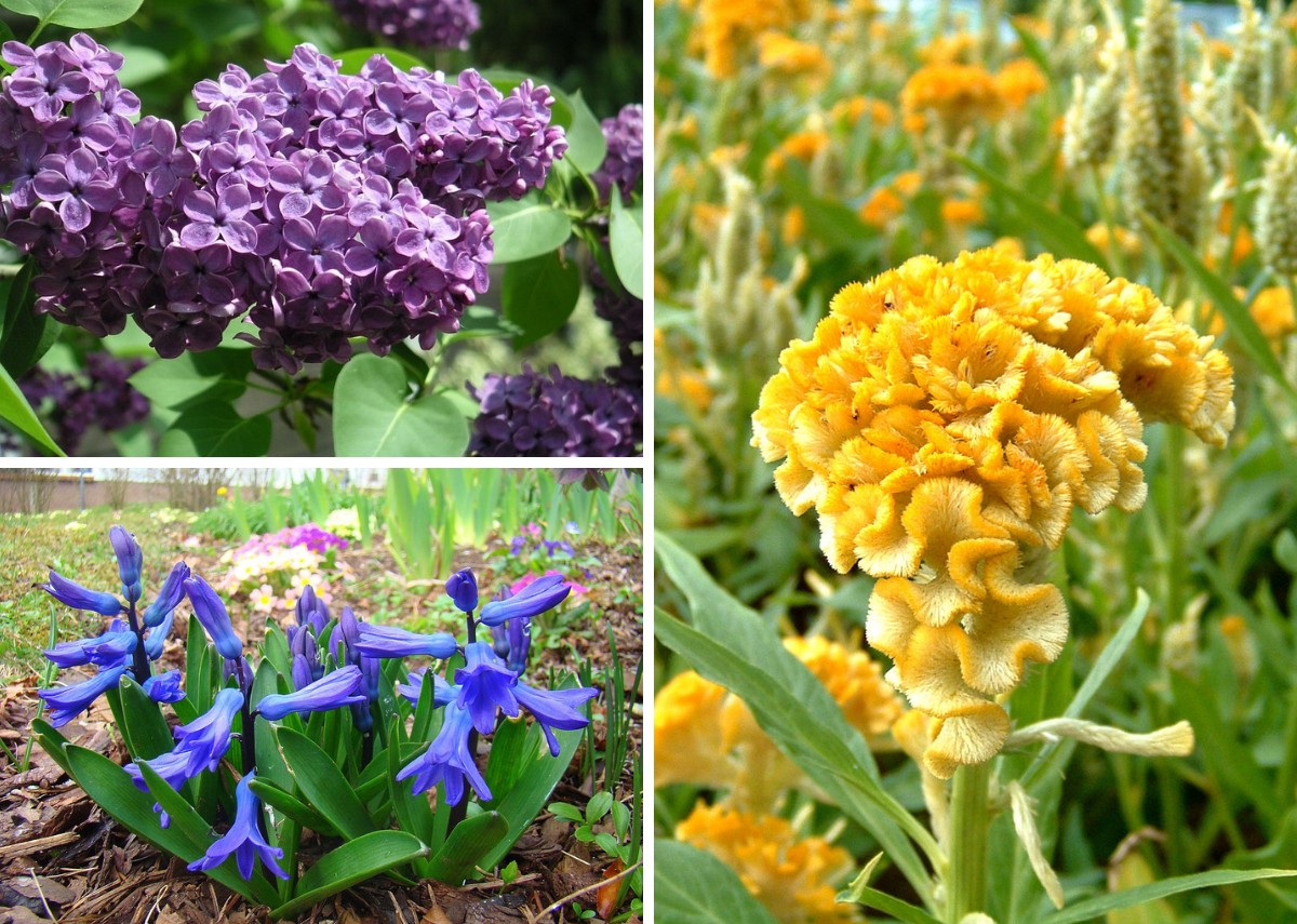 flores exóticas raras
