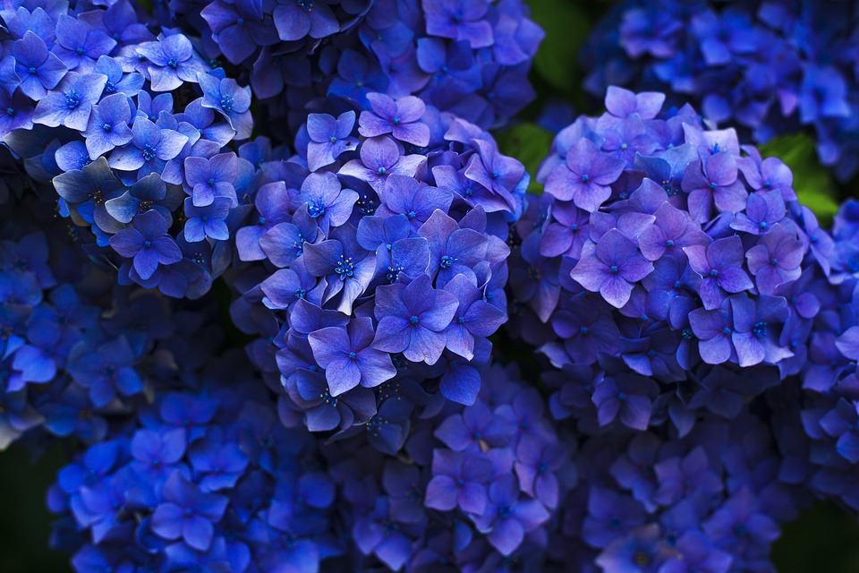 flores mais raras do mundo