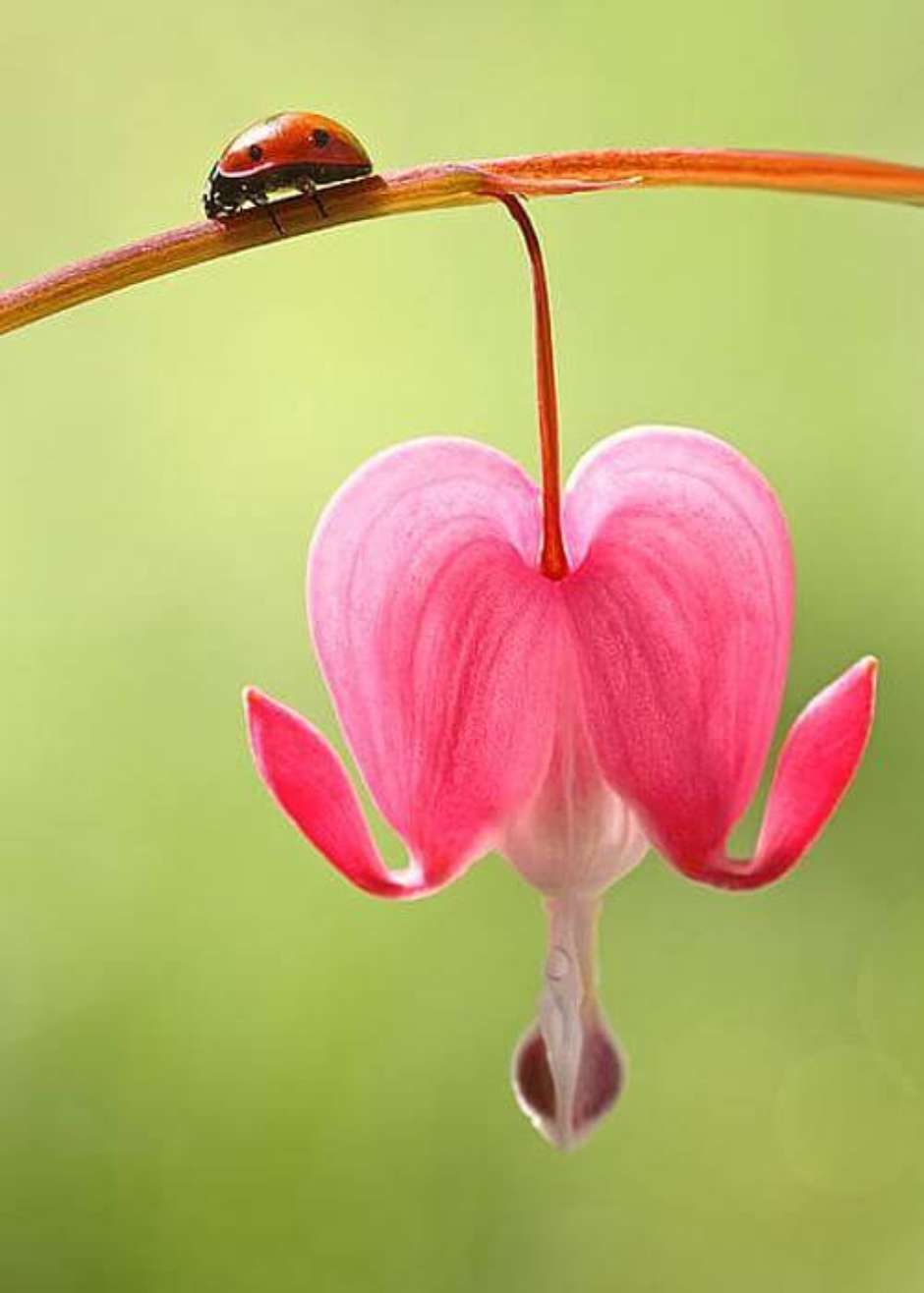 nomes de flores incomuns