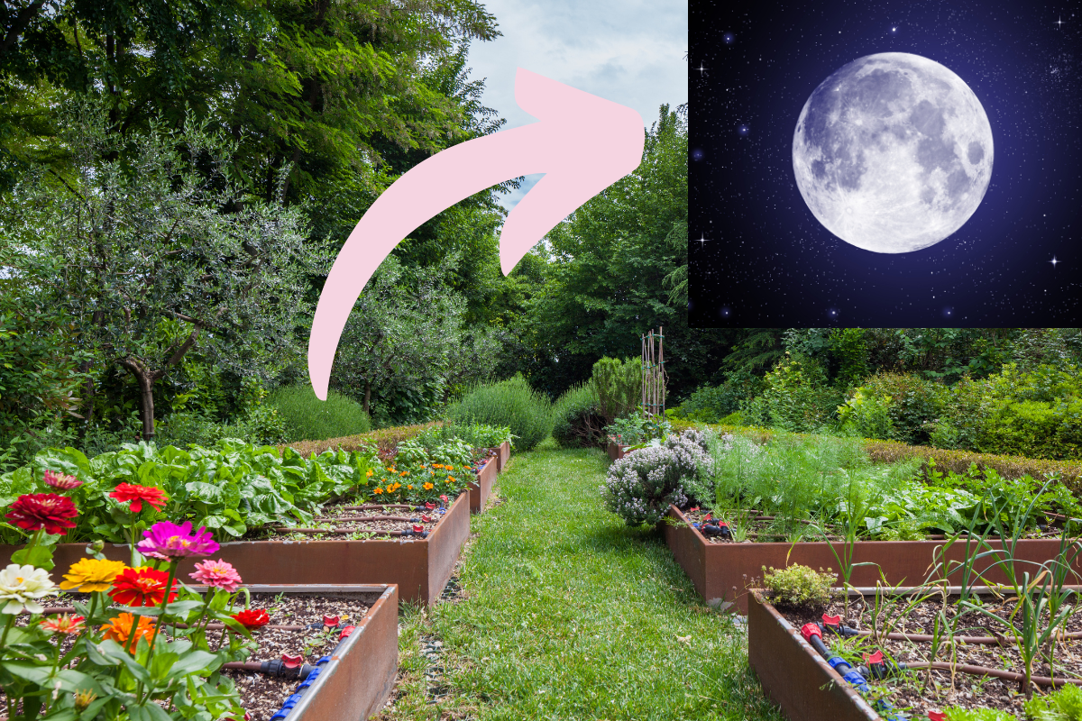 melhores plantas para lua minguante hoje
