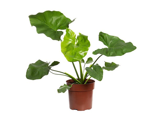 Philodendron undulatum características