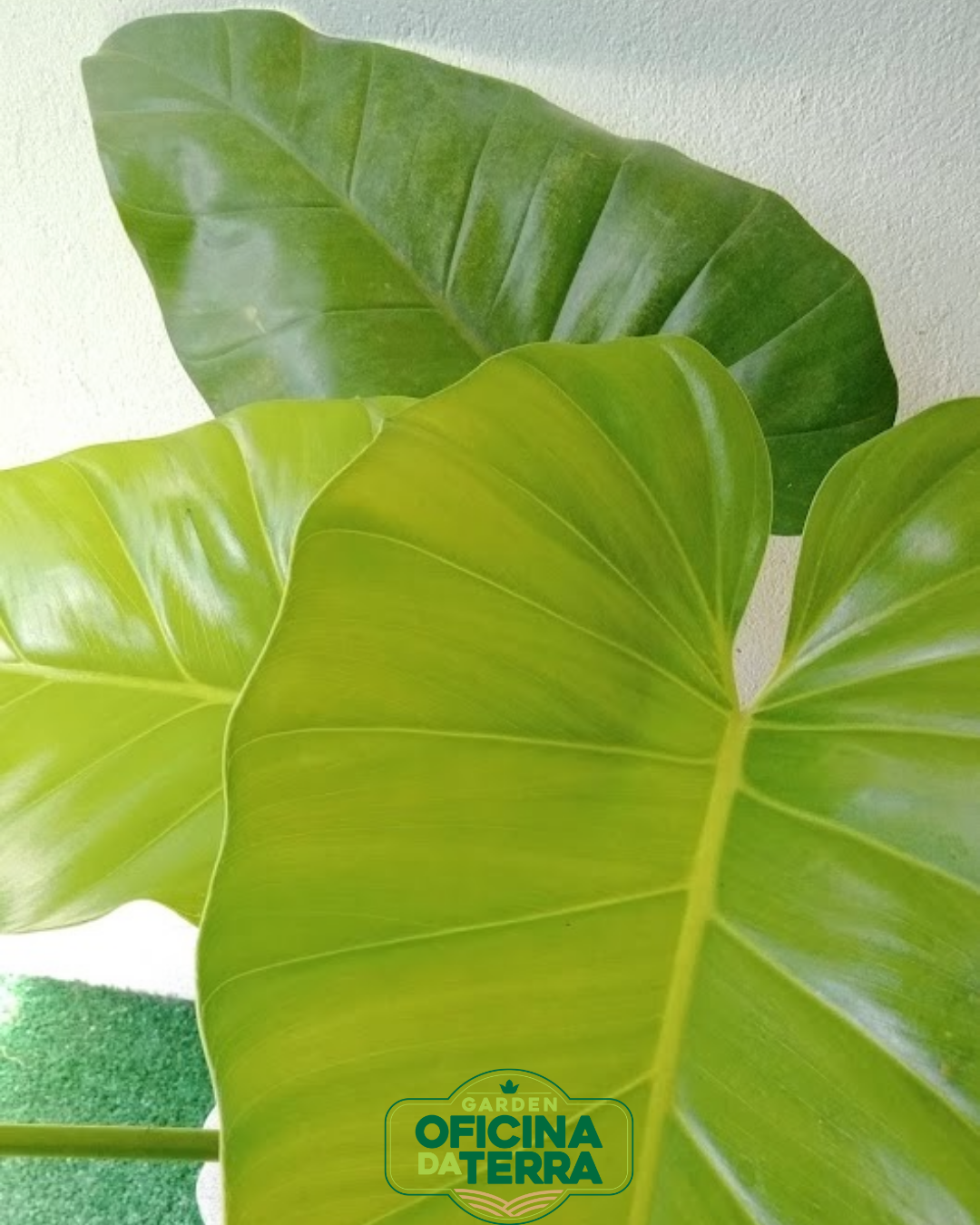 Folhas de Filodendro Ondulado