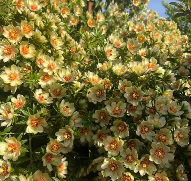 flor de ora pro nobis comestível