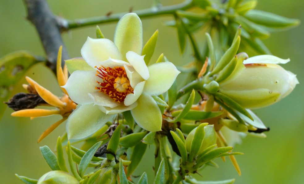 receitas com flor de ora pro nobis
