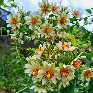 cultivo ora pro nobis flor
