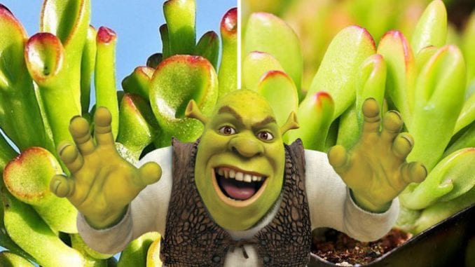 orelha do shrek