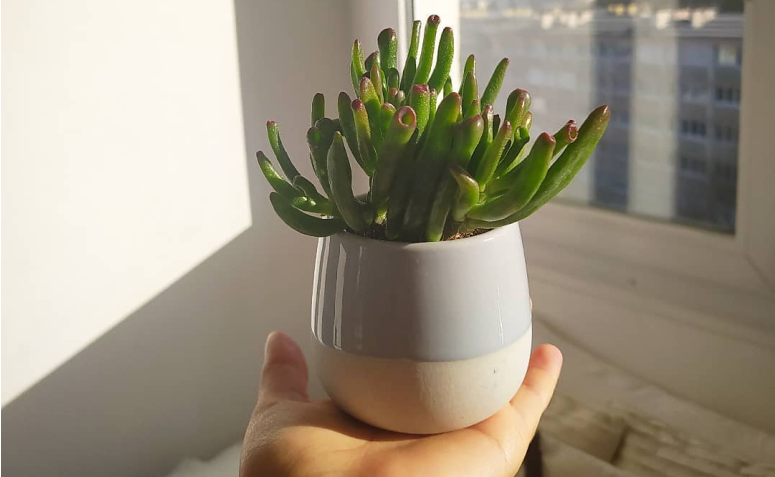 tipos de suculentas orelha de shrek