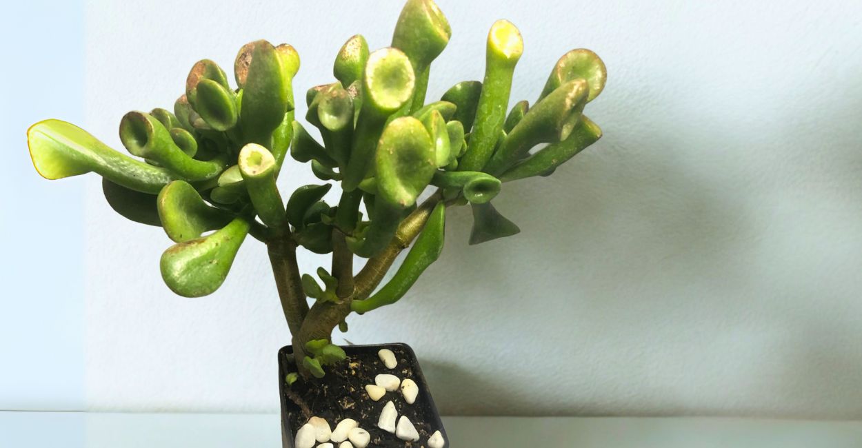 como fazer muda de suculenta orelha de shrek