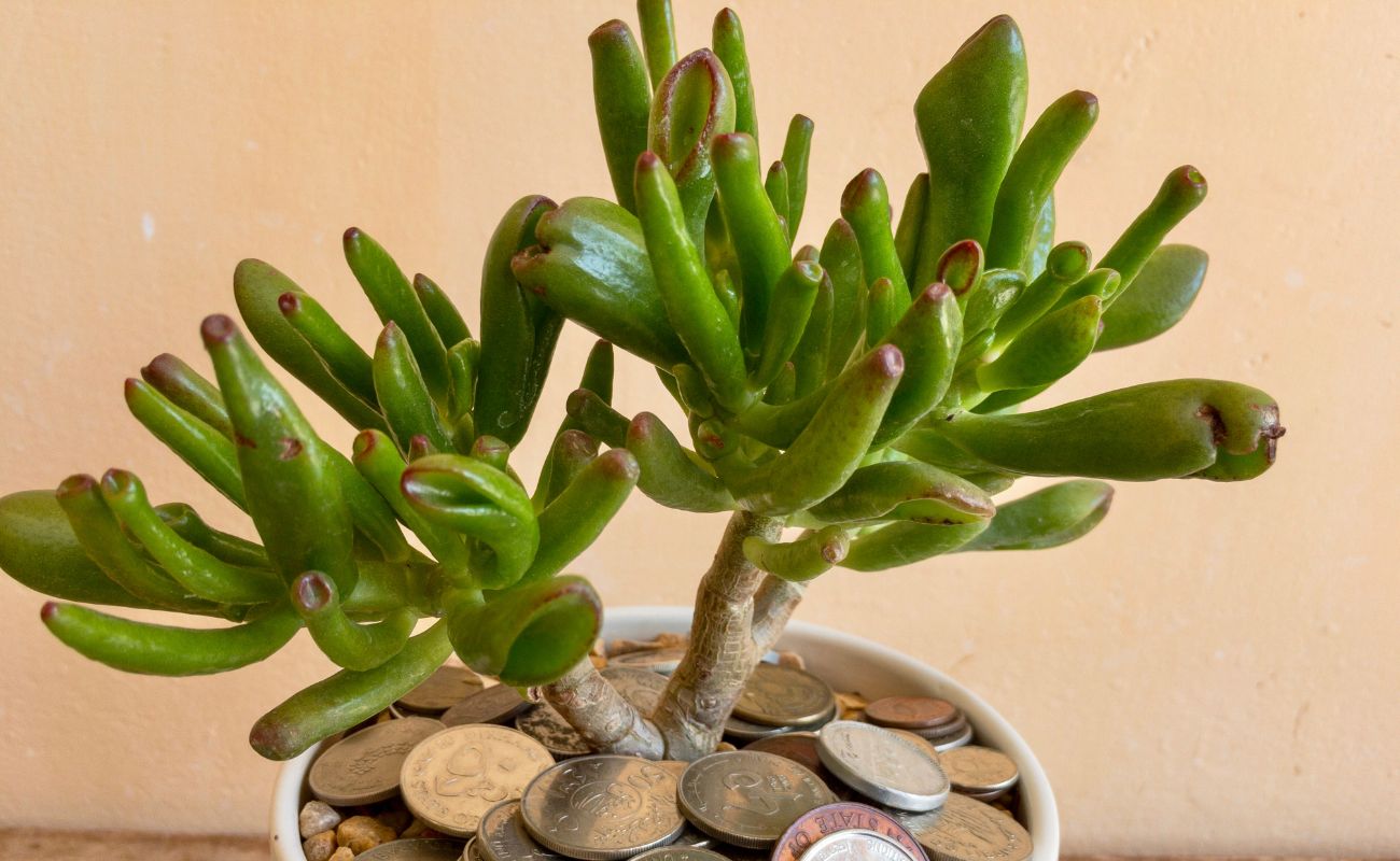 erros comuns ao cuidar de suculenta orelha de shrek