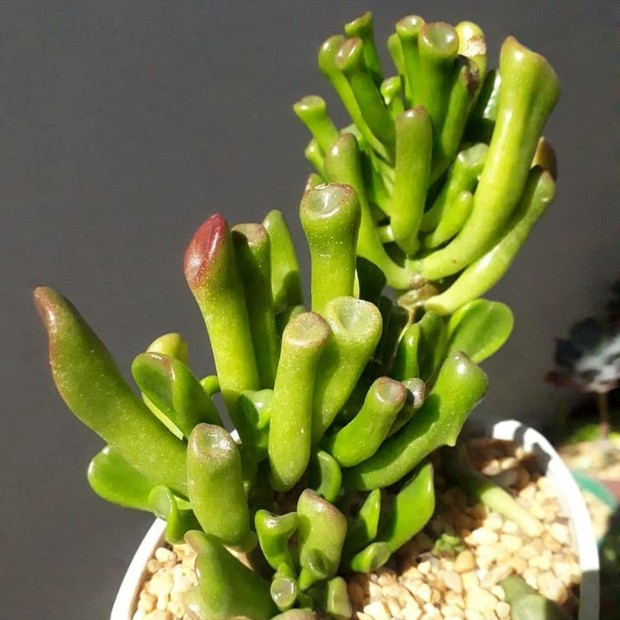 erros comuns ao cuidar de suculenta orelha de shrek