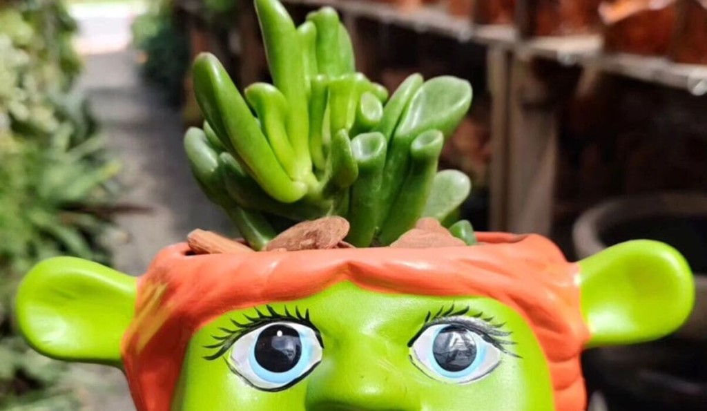 como fazer muda de suculenta orelha de shrek