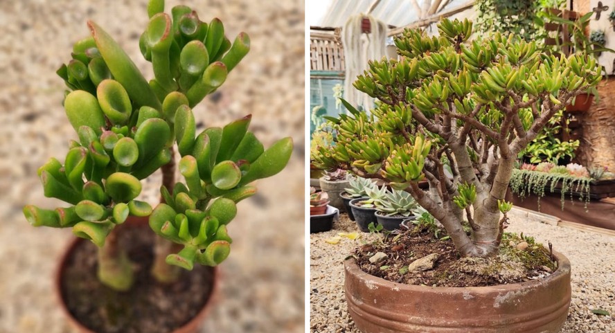 erros comuns ao cuidar de suculenta orelha de shrek