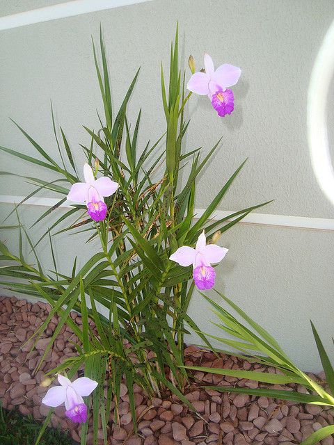 como plantar orquídea bambu