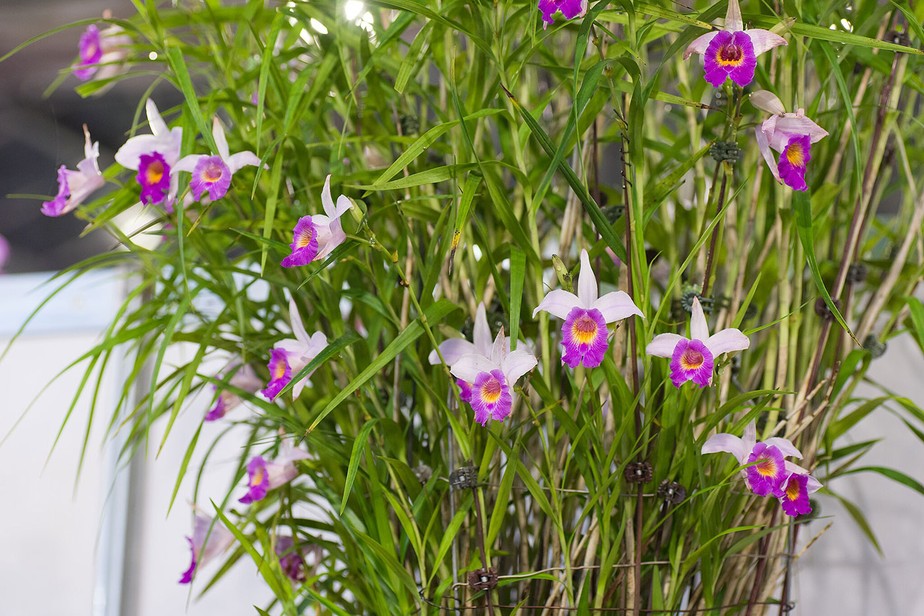 cuidados com orquídea bambu