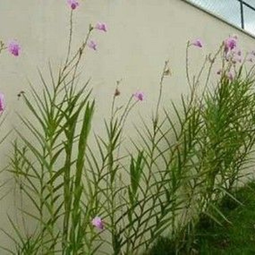 orquídea bambu sol pleno