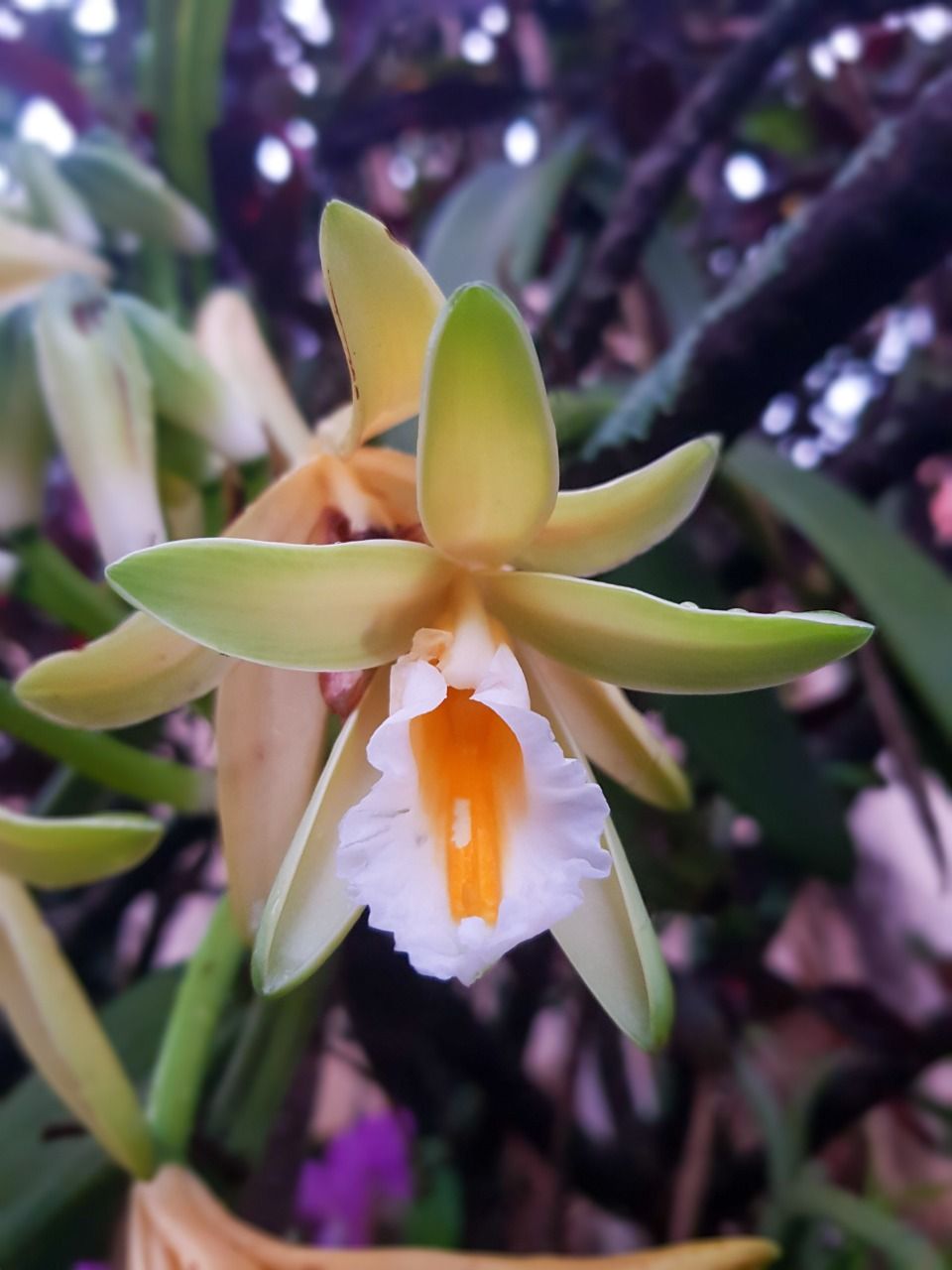como plantar orquídea baunilha