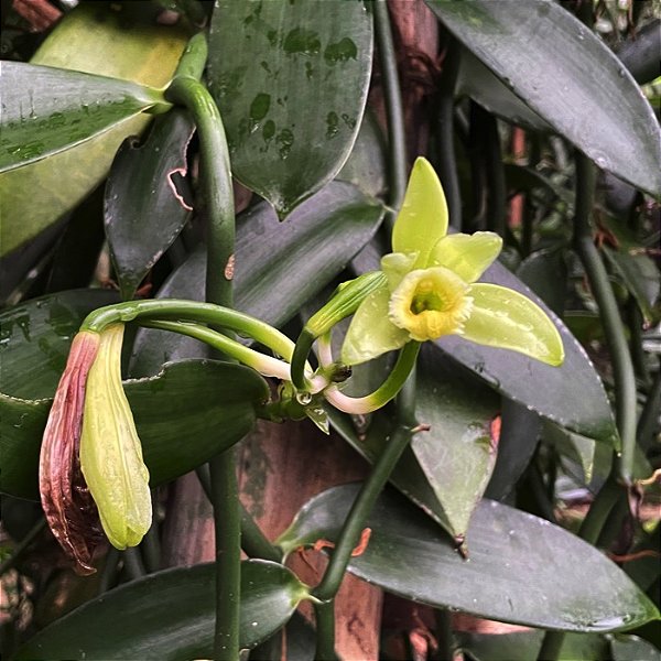 cultivo de vanilla planifolia