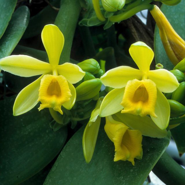 orquídea baunilha em vaso
