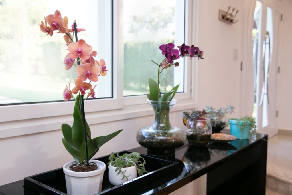 orquídea sol pleno