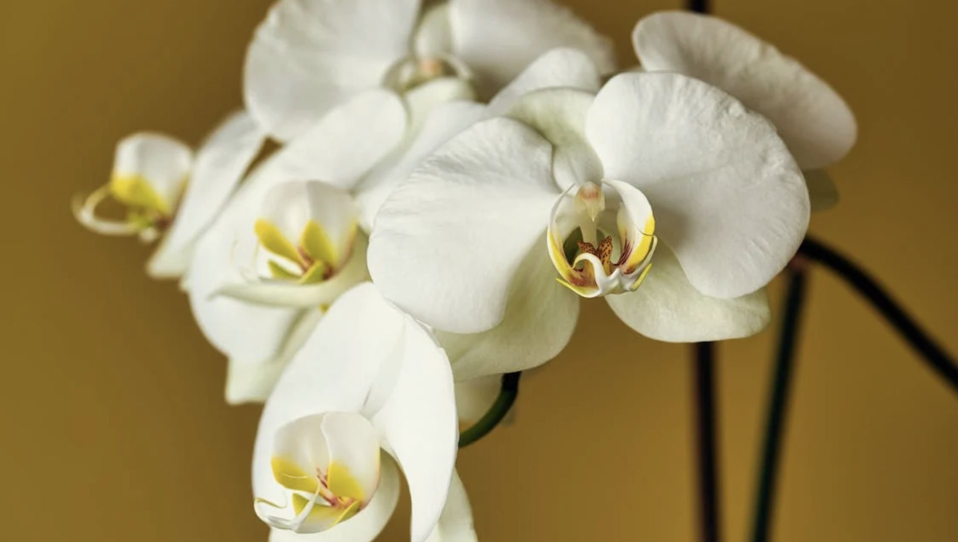 orquídea luz solar direta