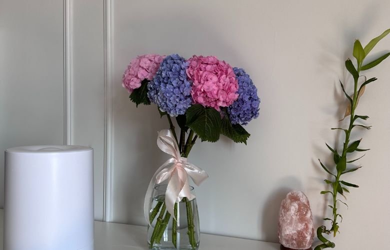 erros comuns no cultivo de hortênsias