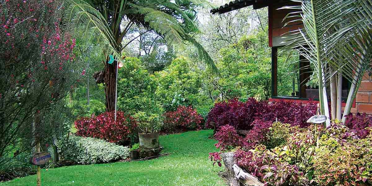ideias de plantas para jardim com sombra