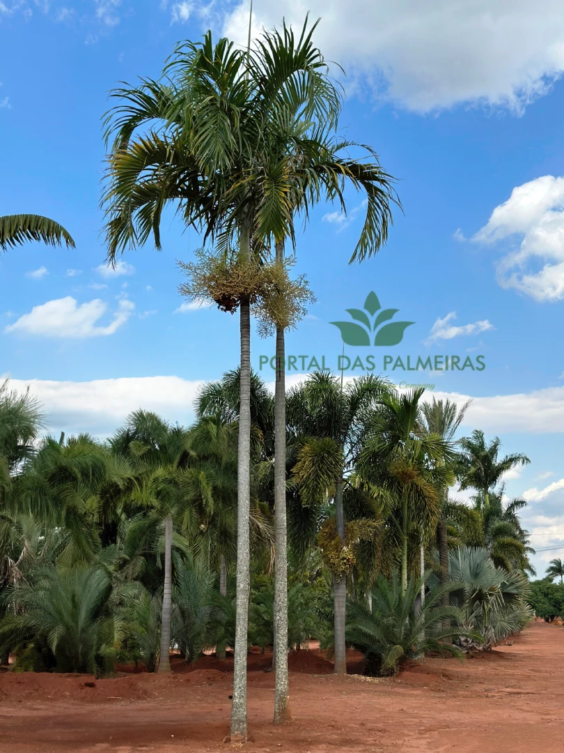 Carpentaria acuminata