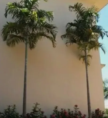 Palmeira tropical