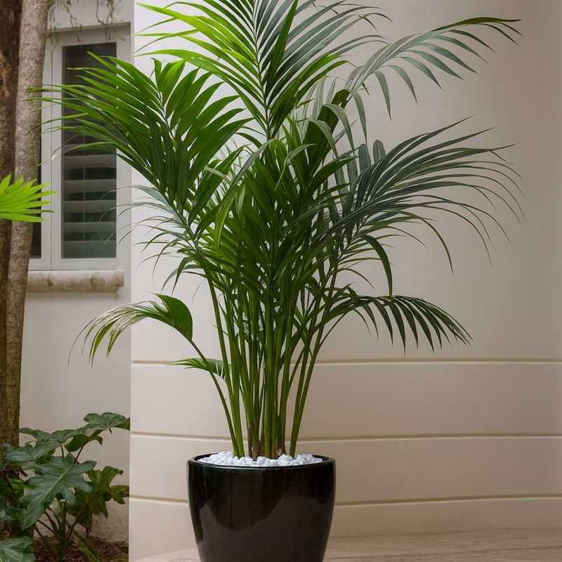 palmeira chamaedorea