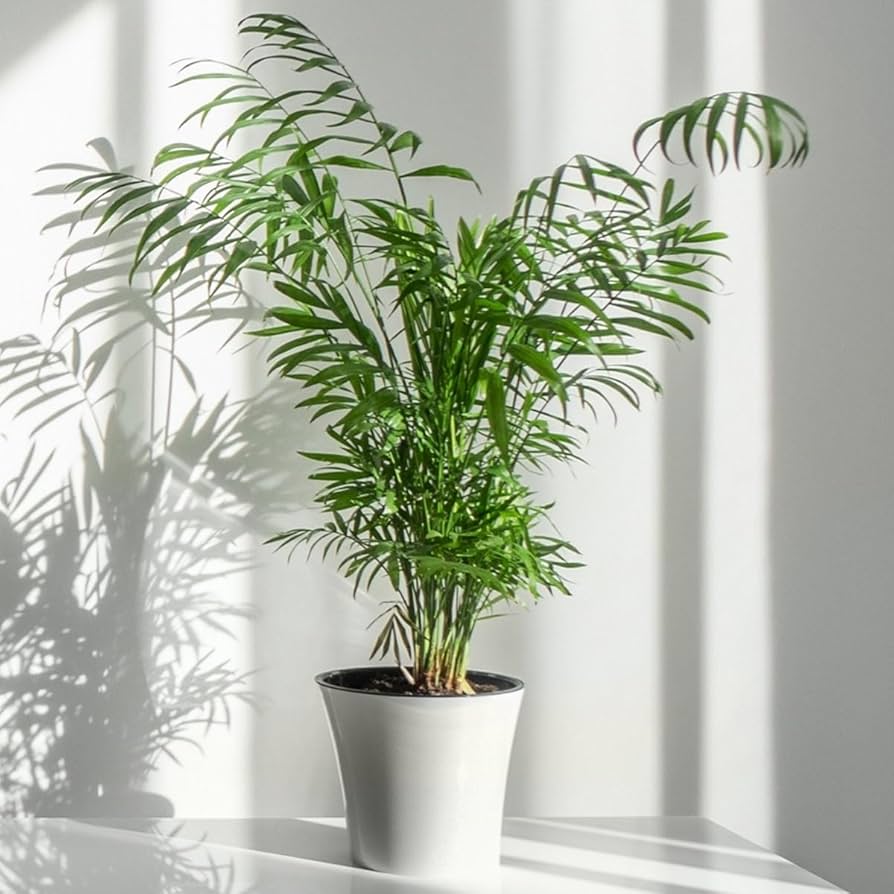 melhores palmeiras chamaedorea para decorar sala