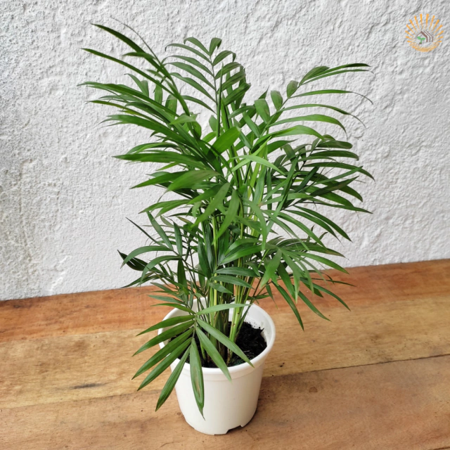 erros comuns ao cuidar de palmeira chamaedorea