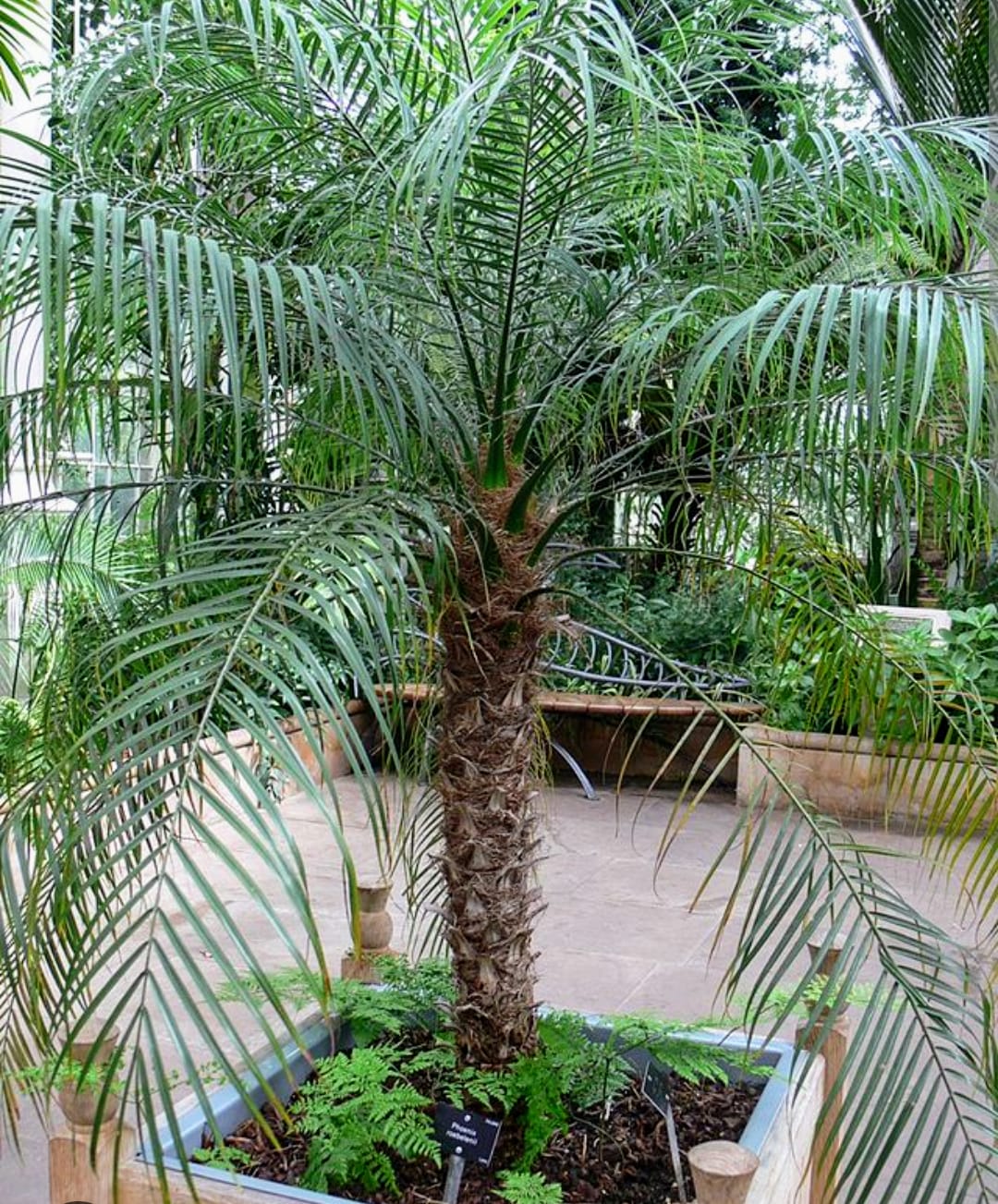 Palmeira Fênix no jardim