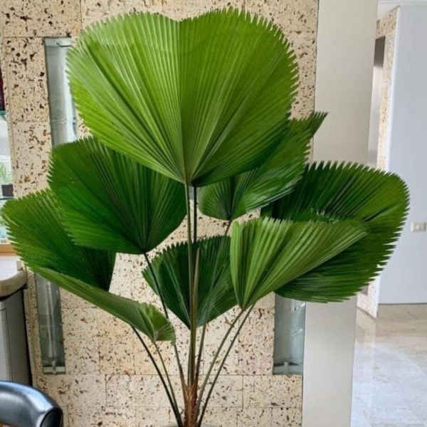 Licuala grandis