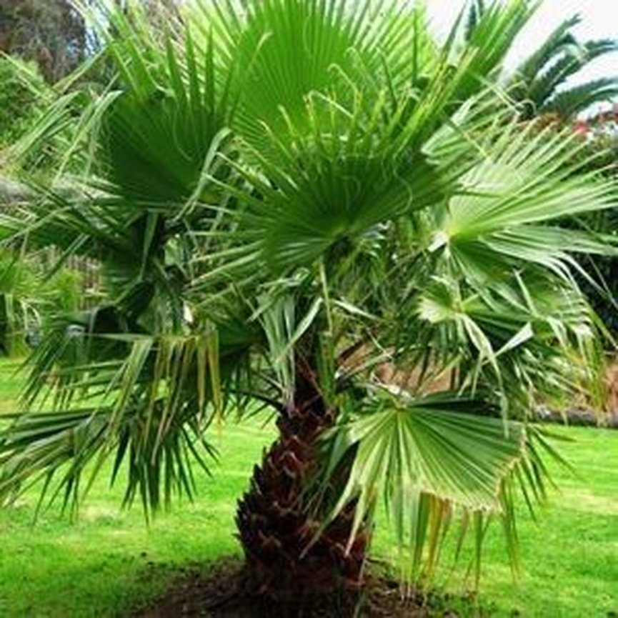 Palmeira leque de Fiji
