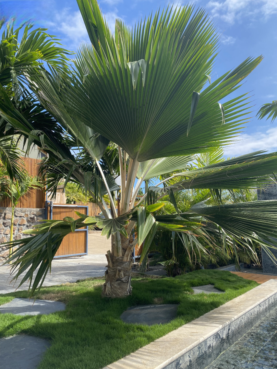 Palmeira leque preço
