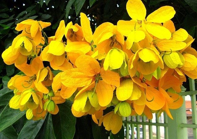 Senna macranthera cultivo