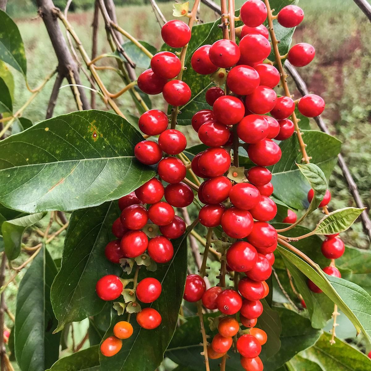 Pau-viola árvore