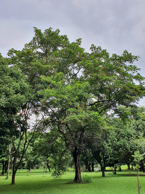 Citharexylum myrianthum características