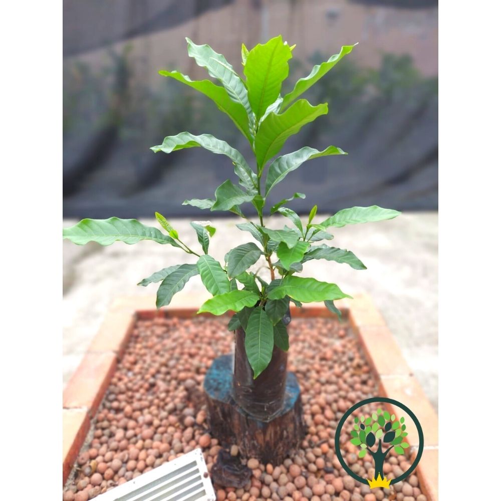 melhores épocas para plantar pé de abiu