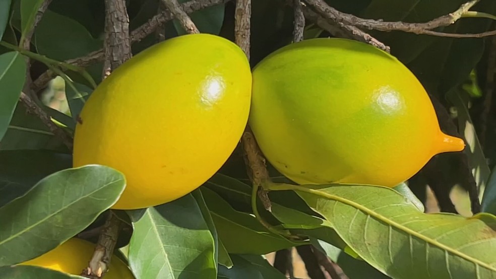 erros comuns ao cuidar de pé de abiu