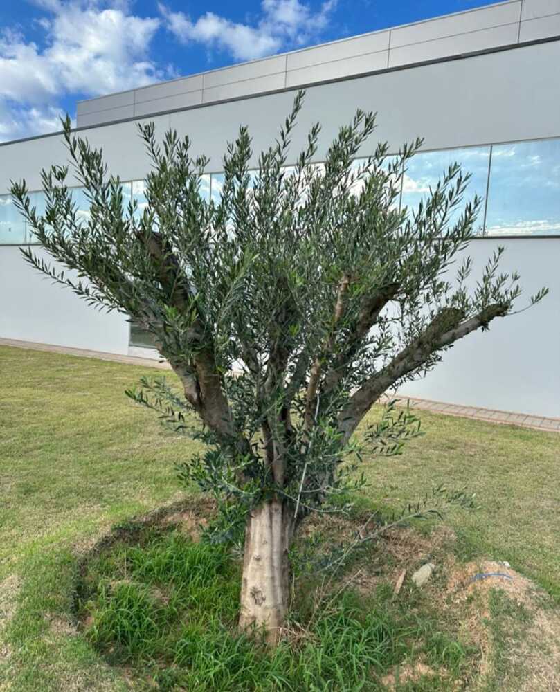 pé de azeitona em vaso